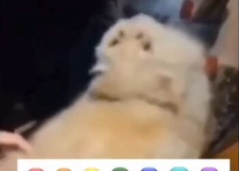 White Cat hurled racial slur words caught on tape.