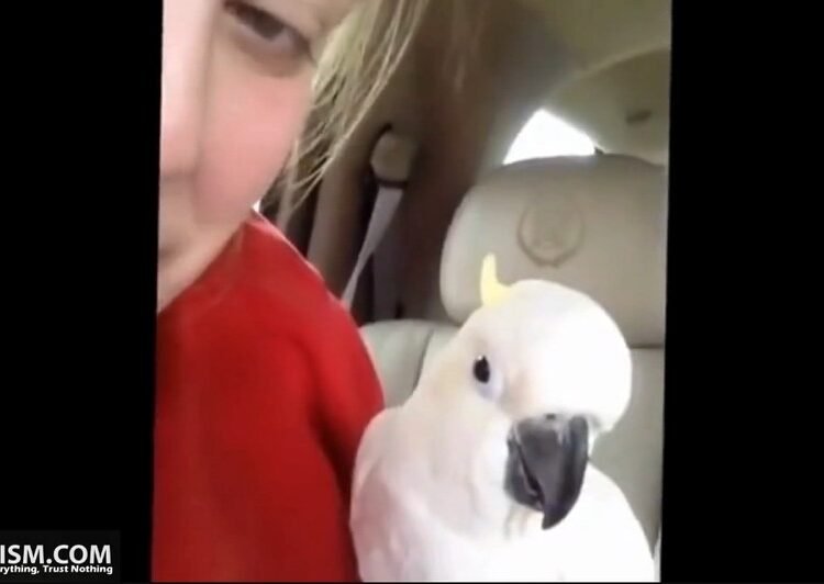 Antisemitic bird self-destructs in traffic