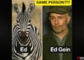 Ed the zebra finally caught by LEO (Law Enforcement Officers)