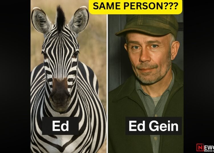 Ed the zebra finally caught by LEO (Law Enforcement Officers)