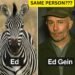 Ed the zebra finally caught by LEO (Law Enforcement Officers)