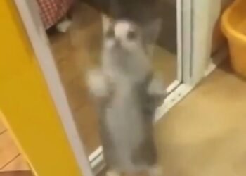 Kitten caught on leaked video making the hitler salute