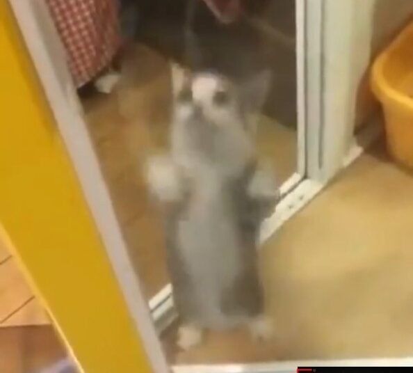 Kitten caught on leaked video making the hitler salute