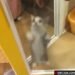 Kitten caught on leaked video making the hitler salute