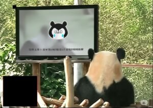 Panda watching NSFW content at work