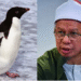 Malaysian Cleric Declares Penguin Meat Halal