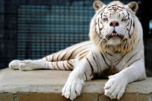 Derpy The Albino tiger with Down's syndrome